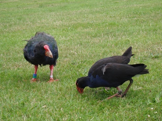 Enjoy NZ birds at close quarters on Tiritiri Matangi  © International Marine Brokers New Zealand www.internationalmarine.co.nz